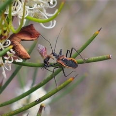 Gminatus australis (Orange assassin bug) at Captains Flat, NSW - 16 Nov 2024 by Csteele4