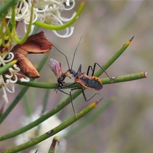 Gminatus australis at Captains Flat, NSW - 16 Nov 2024