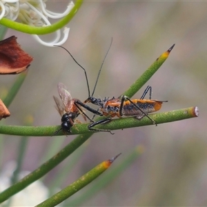 Gminatus australis at Captains Flat, NSW - 16 Nov 2024