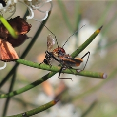 Gminatus australis at Captains Flat, NSW - 16 Nov 2024