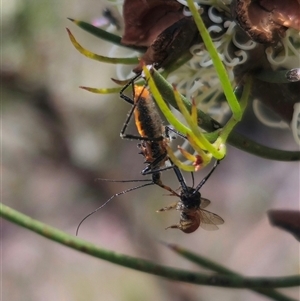 Gminatus australis at Captains Flat, NSW - 16 Nov 2024