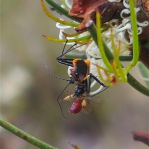 Gminatus australis at Captains Flat, NSW - 16 Nov 2024