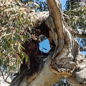 Eucalyptus melliodora at Bonner, ACT - suppressed