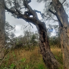 Eucalyptus bridgesiana (Apple Box) at Campbell, ACT - 2 Apr 2023 by MB