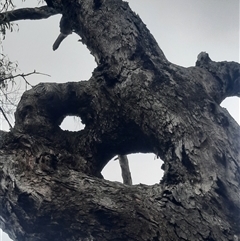 Eucalyptus bridgesiana at Campbell, ACT - suppressed