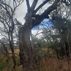 Eucalyptus bridgesiana at Campbell, ACT - suppressed