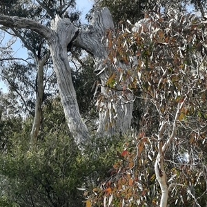 Eucalyptus sp. at Yarrow, NSW - suppressed