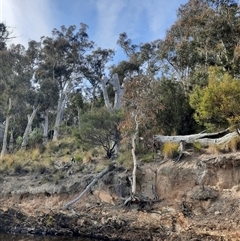 Eucalyptus sp. at Yarrow, NSW - suppressed