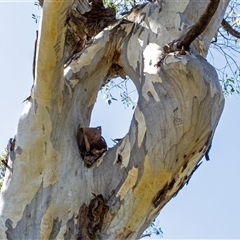 Eucalyptus sp. (A Gum Tree) at Captains Flat, NSW - 10 Mar 2024 by MB