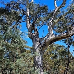 Eucalyptus sp. at Captains Flat, NSW - 10 Mar 2024