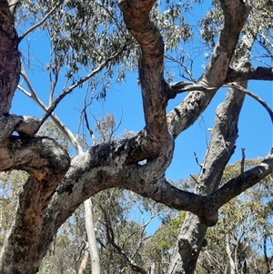 Eucalyptus bridgesiana at Captains Flat, NSW - 30 Dec 2023