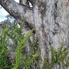 Eucalyptus sp. (A Gum Tree) at Greenway, ACT - 15 Jun 2023 by MB