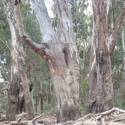 Eucalyptus sp. (A Gum Tree) at Kyalite, NSW - 30 Nov 2023 by MB