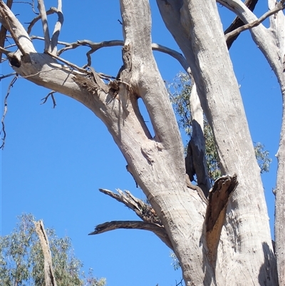 Eucalyptus sp. (A Gum Tree) at Kyalite, NSW - 29 Nov 2023 by MB