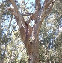 Eucalyptus sp. (A Gum Tree) at Kyalite, NSW - 29 Nov 2023 by MB