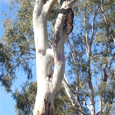 Eucalyptus sp. (A Gum Tree) at Kyalite, NSW - 29 Nov 2023 by MB