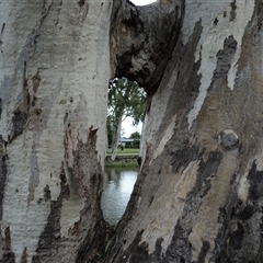 Eucalyptus sp. (A Gum Tree) at Clermont, QLD - 26 Mar 2019 by MB