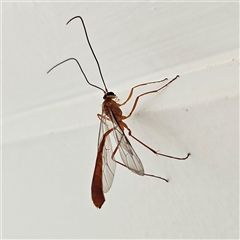 Dicamptus fuscicornis (Ichneumon wasp) at Braidwood, NSW - 16 Nov 2024 by MatthewFrawley