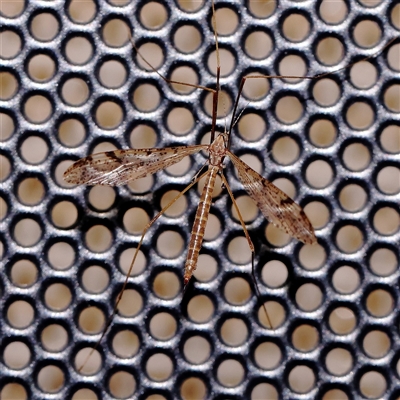 Austrolimnophila antiqua (Crane fly) at Turner, ACT - 9 Nov 2024 by ConBoekel