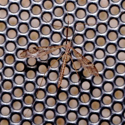 Austrolimnophila antiqua (Crane fly) at Turner, ACT - 9 Nov 2024 by ConBoekel