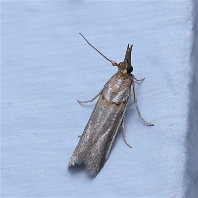 Etiella behrii (Lucerne Seed Web Moth) at Turner, ACT - 9 Nov 2024 by ConBoekel