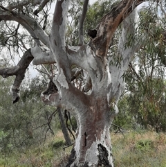 Eucalyptus camaldulensis (River Red Gum) at Maude, NSW - 15 Oct 2020 by MB