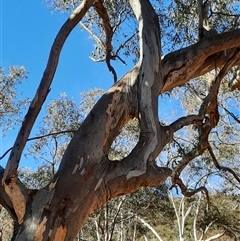 Eucalyptus rossii (Inland Scribbly Gum) at Ainslie, ACT - 10 Jul 2020 by MB