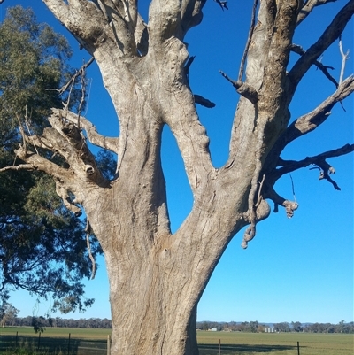 Eucalyptus (genus) (A Gum Tree) at Cowra, NSW - 8 Jul 2020 by MB