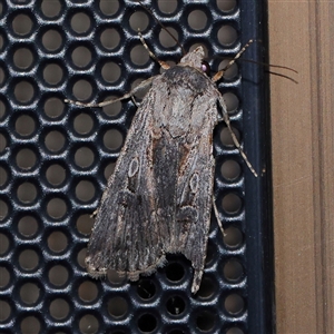 Agrotis munda at Turner, ACT - 9 Nov 2024 08:39 PM