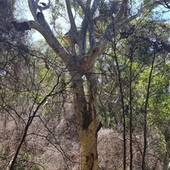 Corymbia maculata (Spotted Gum) at Pebbly Beach, NSW - 15 Feb 2021 by MB