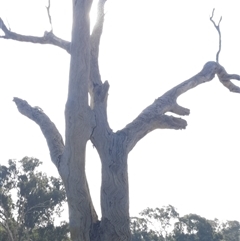 Eucalyptus (genus) (A Gum Tree) at Cootamundra, NSW - 17 Apr 2021 by MB