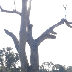 Eucalyptus sp. (A Gum Tree) at Cootamundra, NSW - 17 Apr 2021 by MB