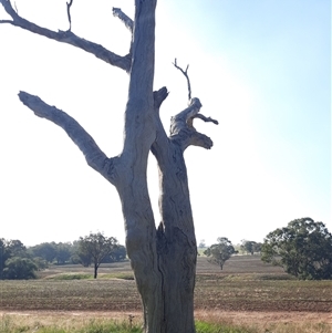 Eucalyptus sp. at Cootamundra, NSW - 17 Apr 2021