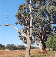 Eucalyptus sp. at Cootamundra, NSW - 17 Apr 2021