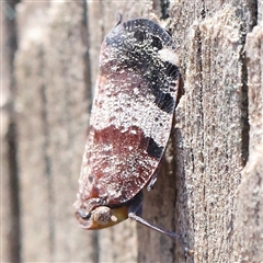 Platybrachys decemmacula (Green-faced gum hopper) at Lyneham, ACT - 9 Nov 2024 by ConBoekel