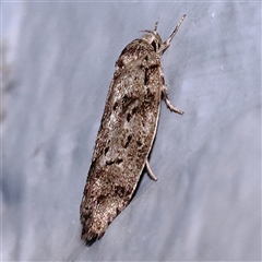 Philobota philostaura (A Concealer moth (Philobota group)) at Turner, ACT - 8 Nov 2024 by ConBoekel