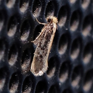 Monopis crocicapitella at Turner, ACT - 8 Nov 2024 09:06 PM