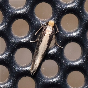 Monopis crocicapitella at Turner, ACT - 8 Nov 2024 09:06 PM