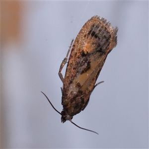 Cryptaspasma sordida at Turner, ACT - 8 Nov 2024 09:03 PM