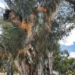 Eucalyptus (genus) (A Gum Tree) at Horsham, VIC - 25 Oct 2024 by MB