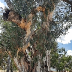 Eucalyptus sp. (A Gum Tree) at Horsham, VIC - 25 Oct 2024 by MB