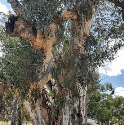 Eucalyptus (genus) (A Gum Tree) at Horsham, VIC - 25 Oct 2024 by MB
