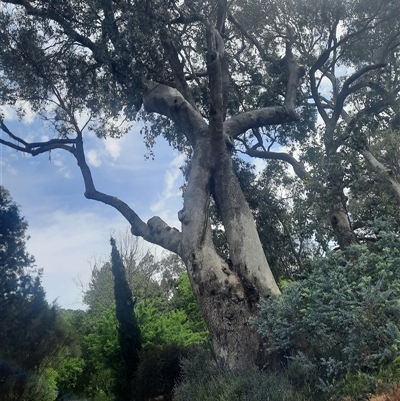 Eucalyptus (genus) (A Gum Tree) at Baranduda, VIC - 22 Oct 2024 by MB