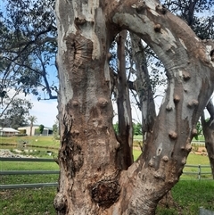 Eucalyptus sp. (A Gum Tree) at Baranduda, VIC - 22 Oct 2024 by MB