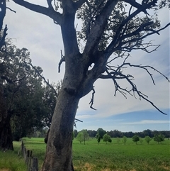 Eucalyptus (genus) (A Gum Tree) at Baranduda, VIC - 22 Oct 2024 by MB
