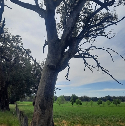 Eucalyptus sp. (A Gum Tree) at Baranduda, VIC - 22 Oct 2024 by MB