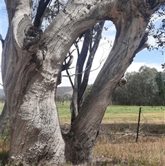 Eucalyptus sp. (A Gum Tree) at Indigo Valley, VIC - 22 Oct 2024 by MB