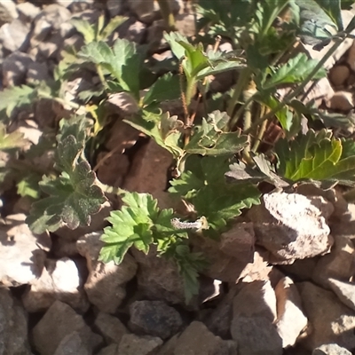 Erodium crinitum (Native Crowfoot) at Cooma, NSW - 15 Nov 2024 by mahargiani