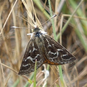 Synemon plana at Harrison, ACT - 16 Nov 2024 03:19 PM