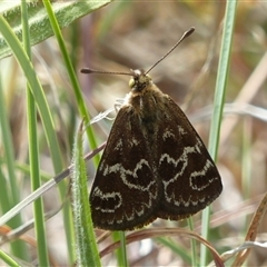 Synemon plana at Harrison, ACT - 16 Nov 2024 03:19 PM